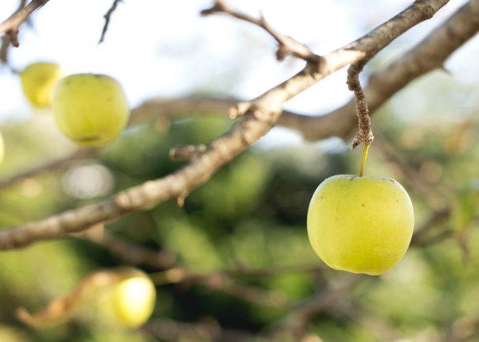 Checkliste: Bäume und Sträucher zurückschneiden