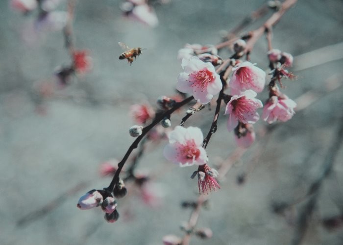 Ein blühender Garten im Winter