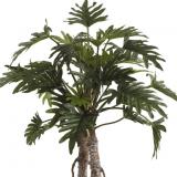 Fiebiger Philodendron Selloum im Topf 76cm #1