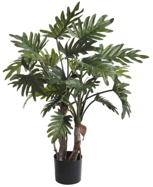 Fiebiger Philodendron Selloum im Topf 76cm #1